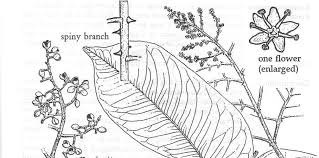 Image result for Zanthoxylum gilletii