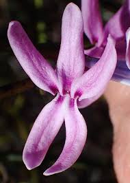 Image result for Cyphia brachyandra