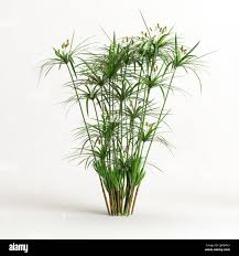 Image result for Cyperus cuspidatus