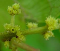 Image result for Trimeria