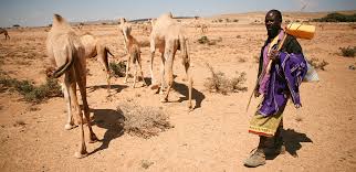 Hey elizabeth, even i'm going this november to the camel fair. Water Resources Undp Climate Change Adaptation
