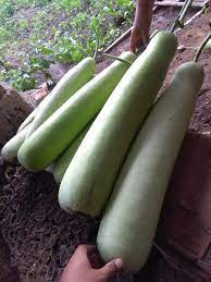 Labu air atau labu sayur (lagenaria siceraria) adalah sejenis labu yang buah mudanya dapat disayur dan buah tuanya dijadikan wadah air, tabung, kantung hias, ataupun koteka. Jual Sayur Labu Air Segar Di Lapak Serba Serbu Grosir Bukalapak