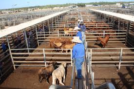 A split side of beef, according to them, will be sold by the hanging weight, approximately 150 pounds, and this is the weight before the cow is trimmed and cut. Selling Options For Beef Cattle Futurebeef