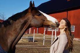 Do Horses Attack Humans And Other Animals Equestlife