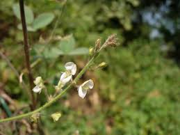 Image result for Desmodium scorpiurus