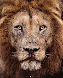 We did not find results for: One Of The Most Beautiful Lions Of Kruger National Park Facebook