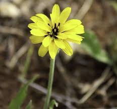 Image result for Pseudopodospermum hispanicum