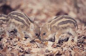 Little Boar On Instagram Little Boars Are Better Together That S Why We Are Co Founders Have A Perfect Start In This Freezing Wild Boar Boar Westphalia