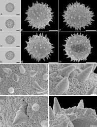 Image result for Oldfieldia