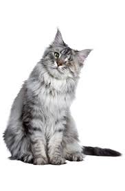 Daily, weekly and monthly markets. Incredipets Market Pet Food Supply Store Waterford Twp Mi Shop Now