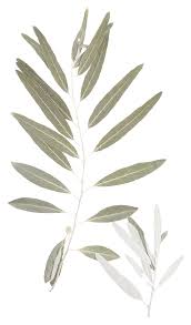 Image result for venturia saliciperda willow tree