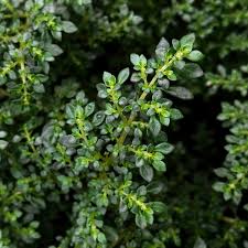 Image result for Pilea microphylla