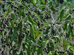 Image result for Cryptocarya woodii