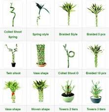 20 Bamboo Plant Ideas Bamboo Plants Bamboo Lucky Bamboo