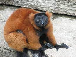 Red Ruffed Lemur Is Not Impressed Lemur Beautiful Creatures Animals