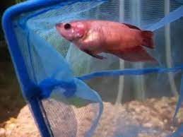 However, you should follow several key steps outlined in this article to ensure that all the fish remain. How To Determine If A Betta Fish Is Pregnant Quora