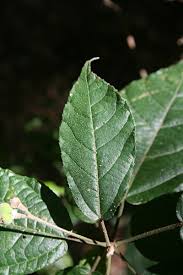Image result for Mildbraedia carpinifolia
