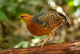 125 Ferruginous Partridge Caloperdix Oculeus Found In Indonesia Malaysia Myanmar And Thailand Partridge Bird Beautiful Birds Birds
