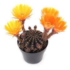 Image result for Achyropsis