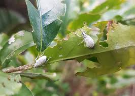 The simple answer is, yes, they can. Another Pest The Little Leaf Notcher Matty Nativeseed