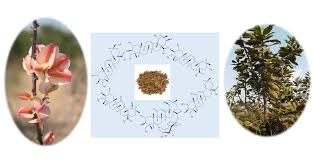 Image result for Aspilia mendoncae