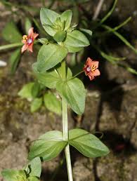 Image result for Lysimachia ruhmeriana