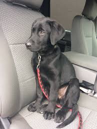 Black And Tan Labrador Retriever Puppies For Sale 14 Week Old Black Lab Black Dogs Breeds Lab Puppies Labrador Retriever