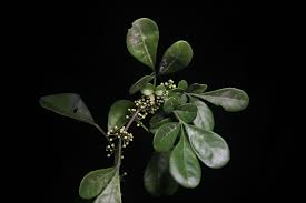 Image result for Trichilia