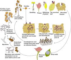 Image result for Botrytis cinerea