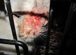 It says a lot for the state of the most dangerous smallish animal in the uk is probably the domestic doggie, your friendly pet killing a couple of people (mostly children) every year. No Kill Policies Slowly Killing Animals Peta