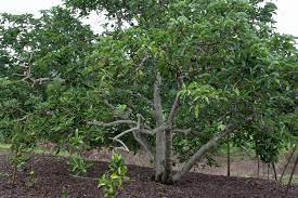 If you see your avocado tree is not giving what time of year do avocado tree bear fruit? How Big Do Avocado Tree Get Pretty Big