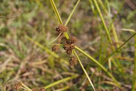 Image result for Rhynchospora holoschoenoides