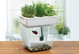 A mini aquaponic system is an excellent means of demonstrating aquaponic principles and the nitrification. Easy Diy Aquaponics System Reveals How To Grow Plants Faster For Beginners