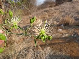 Image result for Maerua nervosa