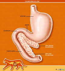 A tumor with excessive hormone production that can cause fatal metabolic derangements. Tumeur Du Pancreas Chez Le Chat Conseil Veto Illustre Catedog
