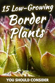 Maybe you would like to learn more about one of these? 15 Low Growing Border Plants You Should Consider Garden Tabs
