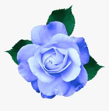 mq #blue #rose #roses #flowers - Transparent Background Purple ...
