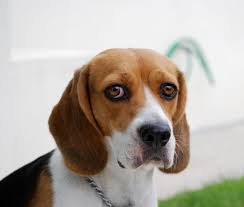 The Beagle Is A Breed Of Hunting Dog That Has Been A Popular Human Companion For Centuries The Dog Is One Of The Most P Cute Beagles Beautiful Dogs Beagle Dog