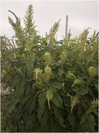 Image result for Amaranthus cruentus