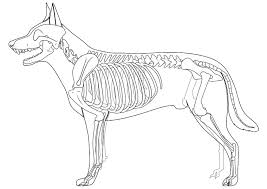 Check spelling or type a new query. Dog Skeleton Coloring Page Free Printable Coloring Pages For Kids