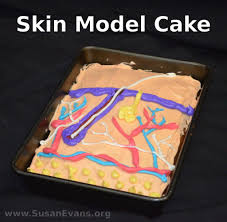 Skin Model Cake Susan S Homeschool Blog Skin Model Body Systems Project Integumentary System