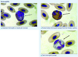 Maybe you would like to learn more about one of these? Identifying Avian Blood Cells Vetfolio