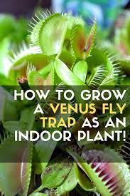 How To Grow A Venus Fly Trap As An Indoor Plant Venus Fly Trap Plants Fly Traps