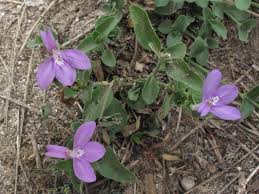 Image result for Justicia phyllostachys