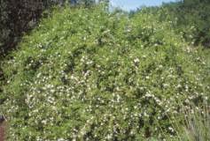 Image result for Jasminum breviflorum