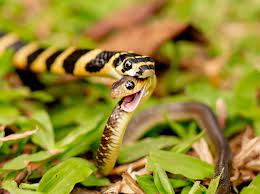 Check spelling or type a new query. Snakes That Eat Snakes Hongkongsnakeid Com