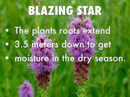 Adaptations Of The Blazing Star Flower Best Flower Wallpaper