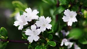Image result for Serissa japonica