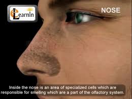 Word origin old englishnosu, of west germanic origin; Nose Youtube
