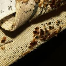 Image result for bed bugs droppings
